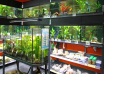 Complete realization of natural and marine aquariums to order